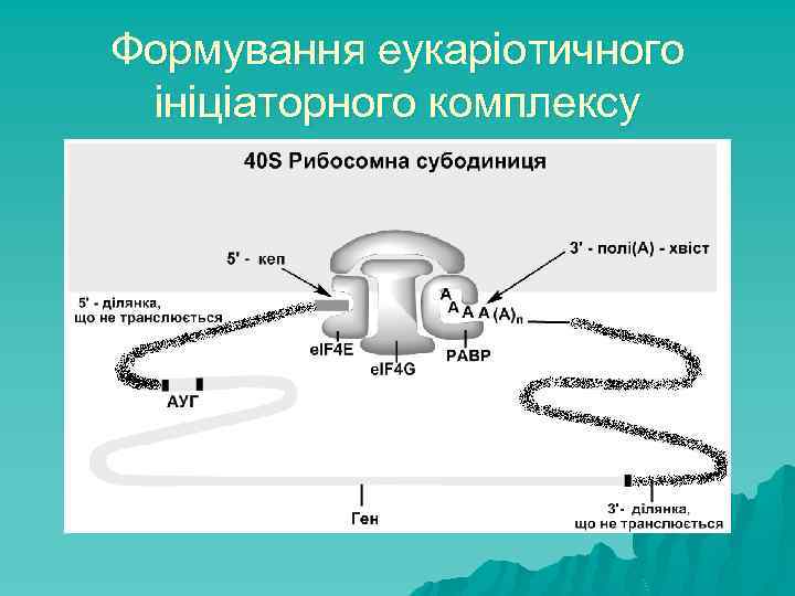 Формування еукаріотичного ініціаторного комплексу 