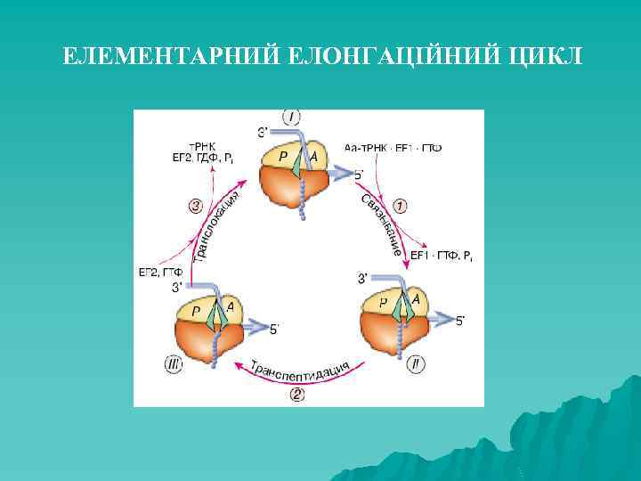 ЕЛЕМЕНТАРНИЙ ЕЛОНГАЦІЙНИЙ ЦИКЛ 