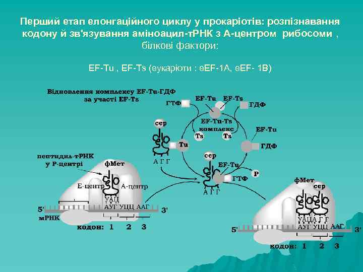 Перший етап елонгаційного циклу у прокаріотів: розпізнавання кодону й зв'язування аміноацил-т. РНК з А-центром