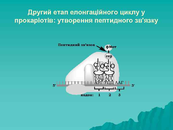 Другий етап елонгаційного циклу у прокаріотів: утворення пептидного зв'язку 