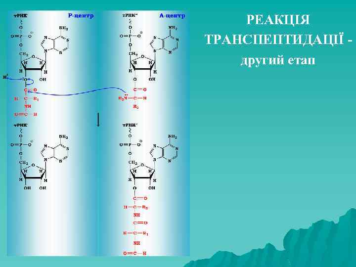 РЕАКЦІЯ ТРАНСПЕПТИДАЦІЇ другий етап 