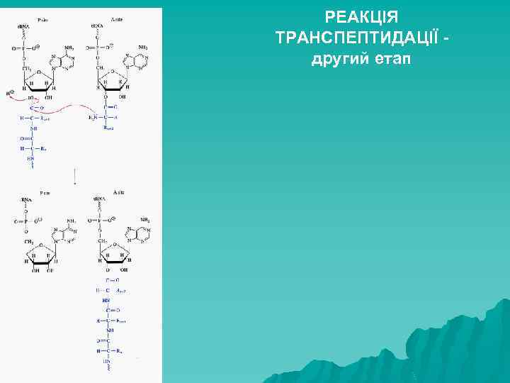 РЕАКЦІЯ ТРАНСПЕПТИДАЦІЇ другий етап 