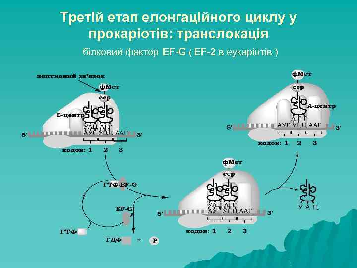 Третій етап елонгаційного циклу у прокаріотів: транслокація білковий фактор EF-G ( EF-2 в еукаріотів