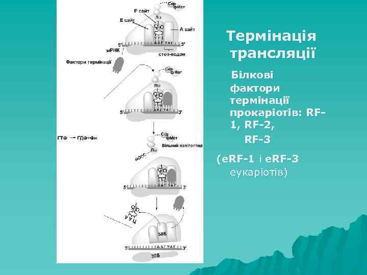 Термінація трансляції Білкові фактори термінації прокаріотів: RF 1, RF-2, RF-3 (е. RF-1 і е.