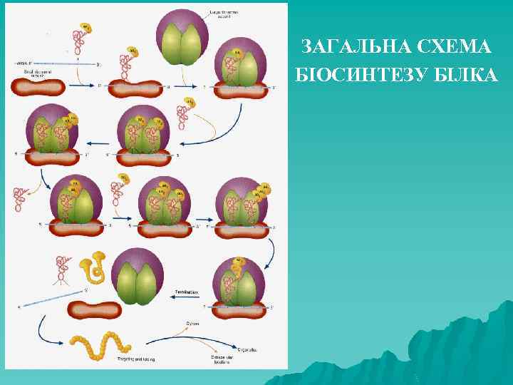 ЗАГАЛЬНА СХЕМА БІОСИНТЕЗУ БІЛКА 