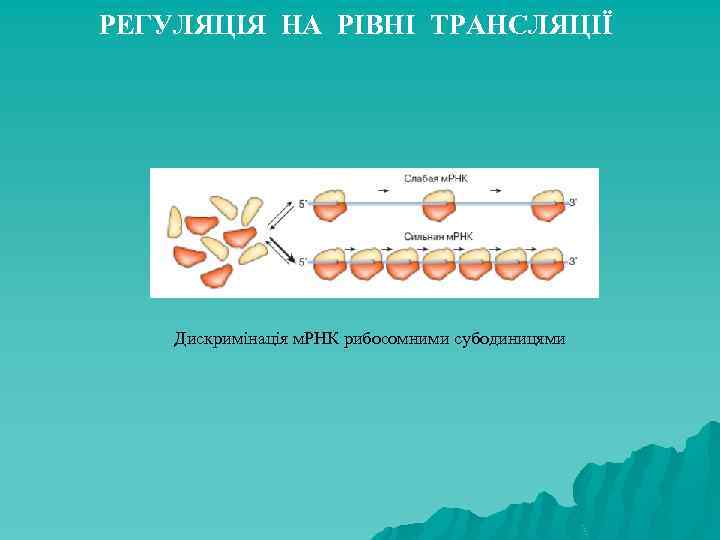 РЕГУЛЯЦІЯ НА РІВНІ ТРАНСЛЯЦІЇ Дискримінація м. РНК рибосомними субодиницями 