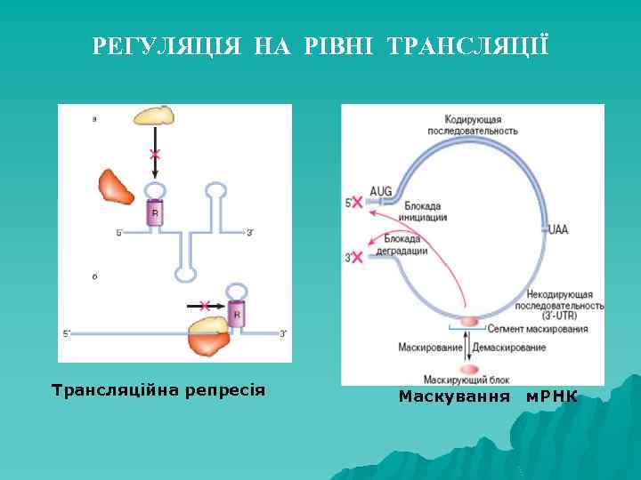 РЕГУЛЯЦІЯ НА РІВНІ ТРАНСЛЯЦІЇ Трансляційна репресія Маскування м. РНК 