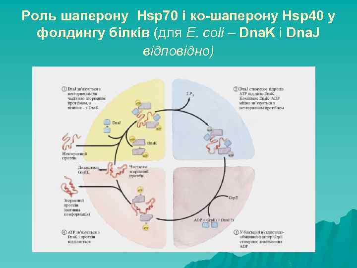 Роль шаперону Hsp 70 і ко-шаперону Hsp 40 у фолдингу білків (для E. coli