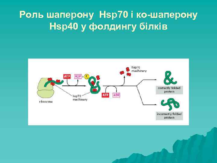 Роль шаперону Hsp 70 і ко-шаперону Hsp 40 у фолдингу білків 