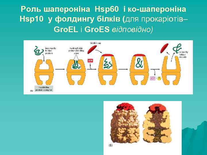 Роль шапероніна Hsp 60 і ко-шапероніна Hsp 10 у фолдингу білків (для прокаріотів– Gro.