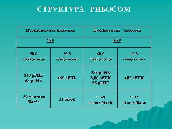 СТРУКТУРА РИБОСОМ Прокаріотична рибосома Еукаріотична рибосома 70 S 80 S 50 S субодиниця 30