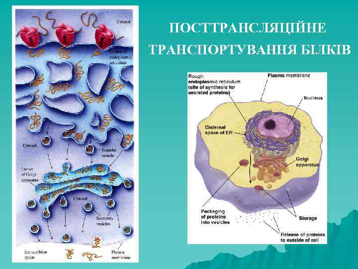 ПОСТТРАНСЛЯЦІЙНЕ ТРАНСПОРТУВАННЯ БІЛКІВ 