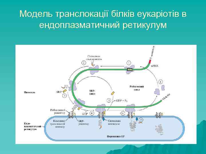 Модель транслокації білків еукаріотів в ендоплазматичний ретикулум 