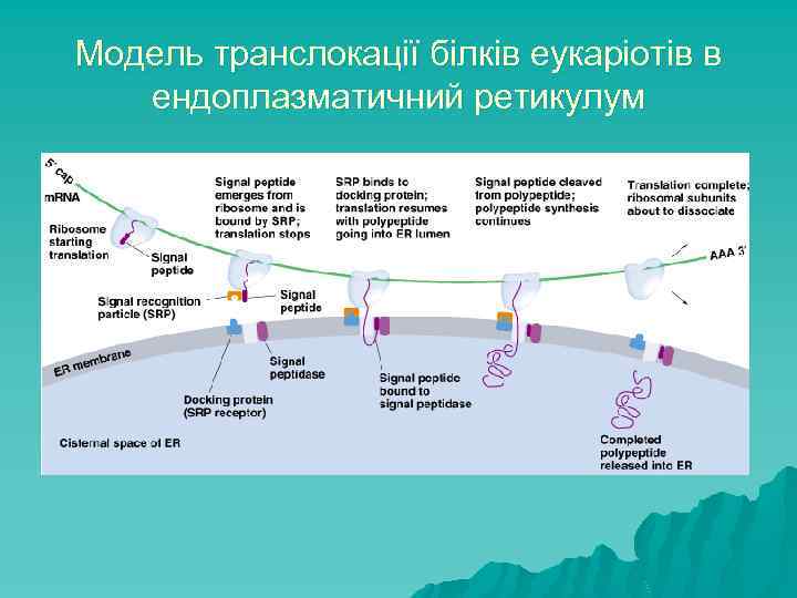 Модель транслокації білків еукаріотів в ендоплазматичний ретикулум 