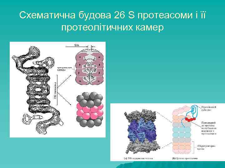 Схематична будова 26 S протеасоми і її протеолітичних камер 