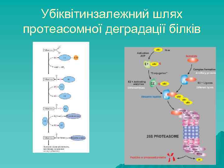 Убіквітинзалежний шлях протеасомної деградації білків 