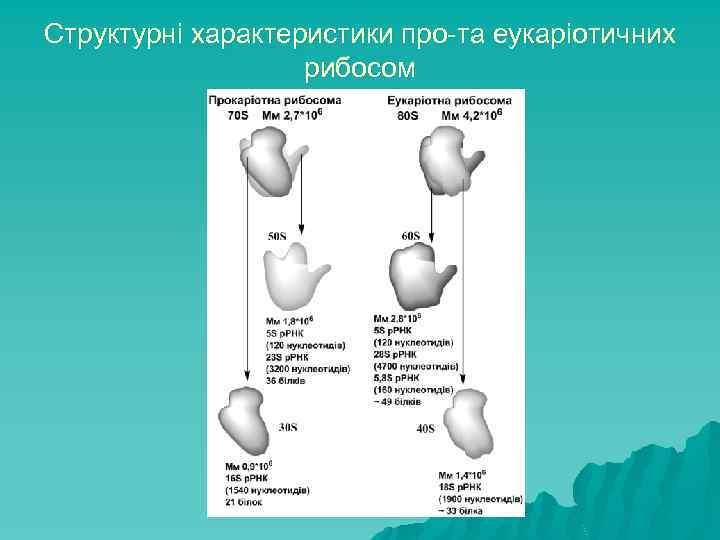 Структурні характеристики про-та еукаріотичних рибосом 