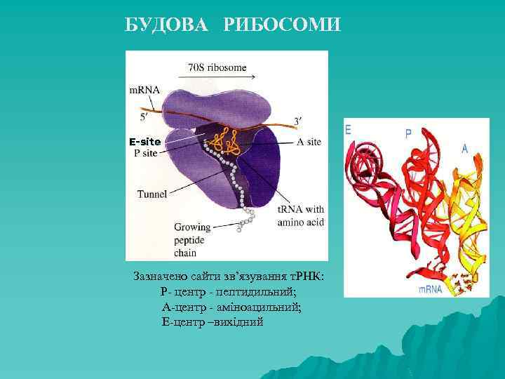 БУДОВА РИБОСОМИ E-site Зазначено сайти зв’язування т. РНК: Р- центр - пептидильний; А-центр -