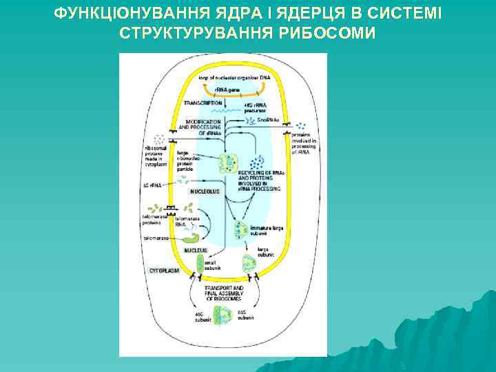 ФУНКЦІОНУВАННЯ ЯДРА І ЯДЕРЦЯ В СИСТЕМІ СТРУКТУРУВАННЯ РИБОСОМИ 