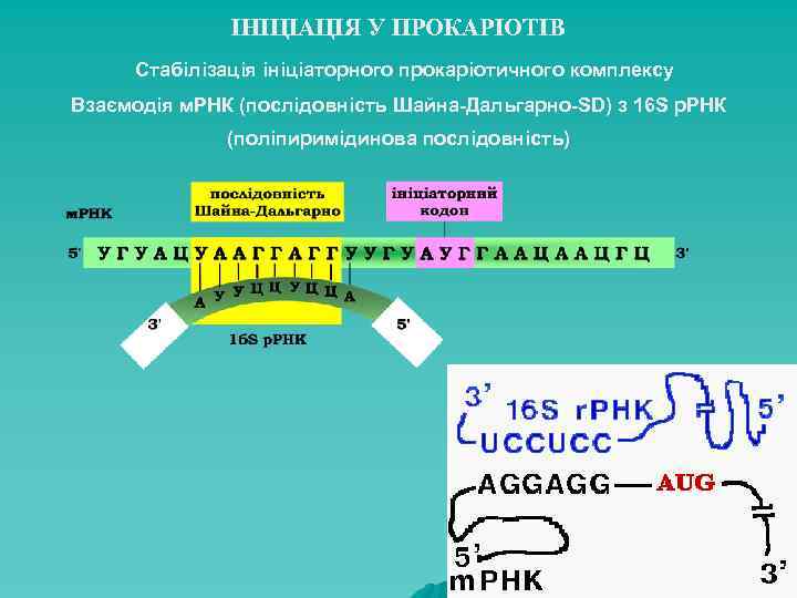 ІНІЦІАЦІЯ У ПРОКАРІОТІВ Стабілізація ініціаторного прокаріотичного комплексу Взаємодія м. РНК (послідовність Шайна-Дальгарно-SD) з 16