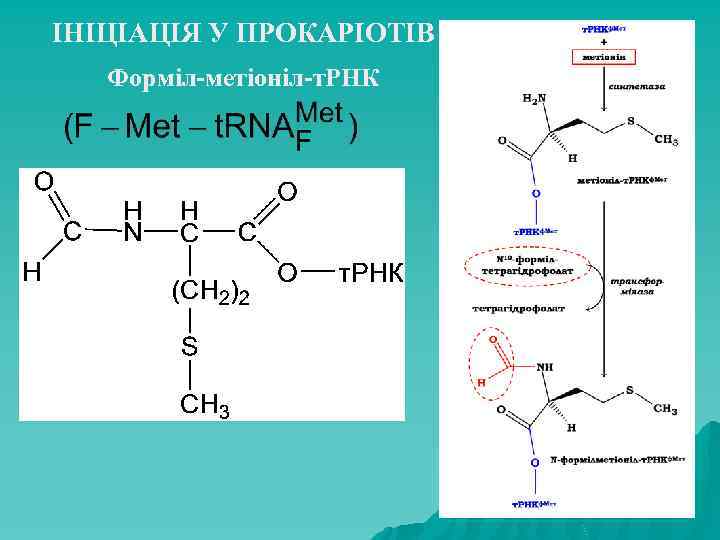 ІНІЦІАЦІЯ У ПРОКАРІОТІВ Форміл-метіоніл-т. РНК 