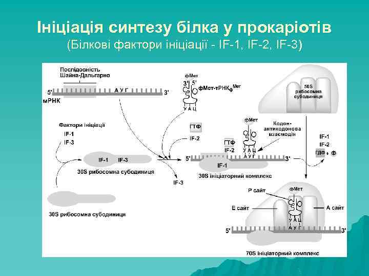 Ініціація синтезу білка у прокаріотів (Білкові фактори ініціації - IF-1, IF-2, IF-3) 