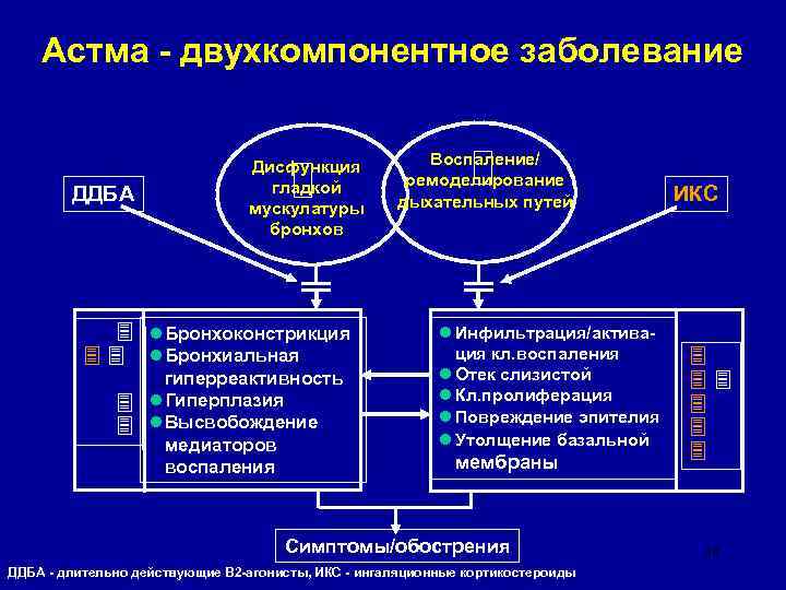 Астма - двухкомпонентное заболевание ДДБА Дисфункция гладкой мускулатуры бронхов l Бронхоконстрикция l Бронхиальная гиперреактивность