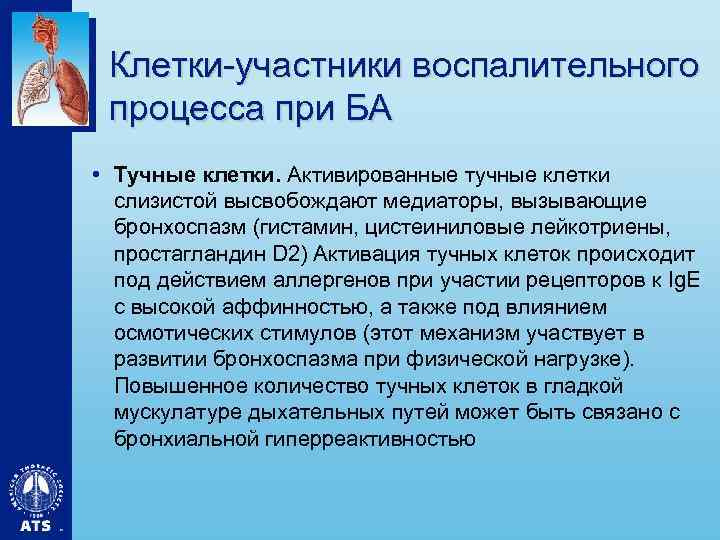 Клетки-участники воспалительного процесса при БА • Тучные клетки. Активированные тучные клетки слизистой высвобождают медиаторы,