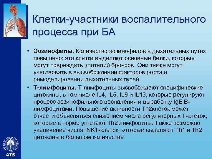 Клетки-участники воспалительного процесса при БА • Эозинофилы. Количество эозинофилов в дыхательных путях повышено; эти