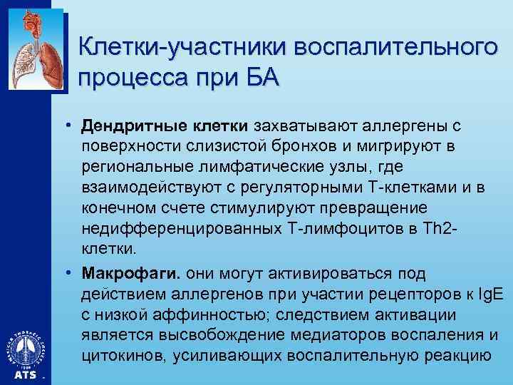 Клетки-участники воспалительного процесса при БА • Дендритные клетки захватывают аллергены с поверхности слизистой бронхов