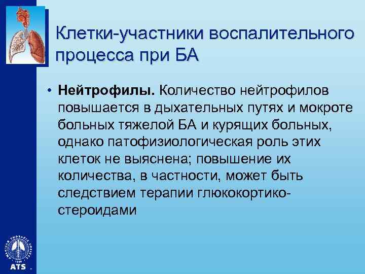 Клетки-участники воспалительного процесса при БА • Нейтрофилы. Количество нейтрофилов повышается в дыхательных путях и