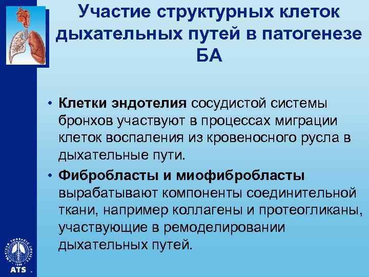 Участие структурных клеток дыхательных путей в патогенезе БА • Клетки эндотелия сосудистой системы бронхов