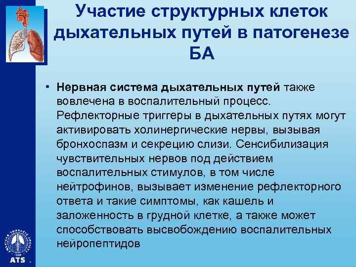 Участие структурных клеток дыхательных путей в патогенезе БА • Нервная система дыхательных путей также