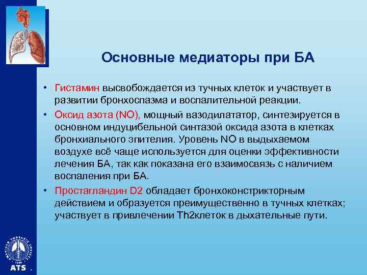 Основные медиаторы при БА • Гистамин высвобождается из тучных клеток и участвует в развитии