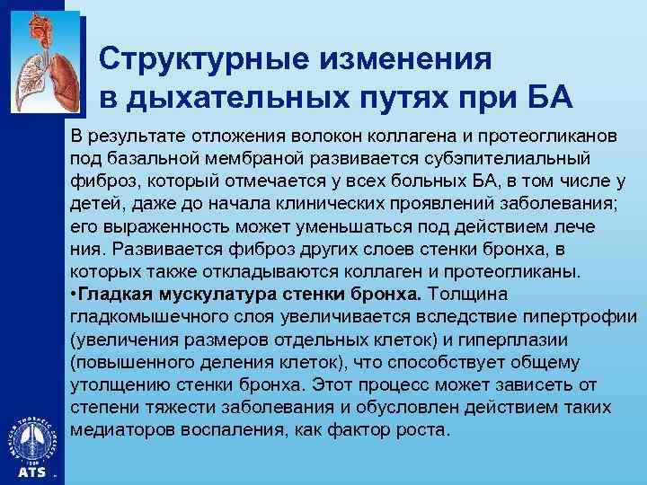 Структурные изменения в дыхательных путях при БА В результате отложения волокон коллагена и протеогликанов