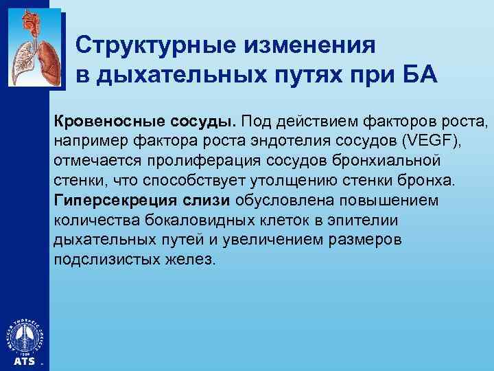 Структурные изменения в дыхательных путях при БА Кровеносные сосуды. Под действием факторов роста, например