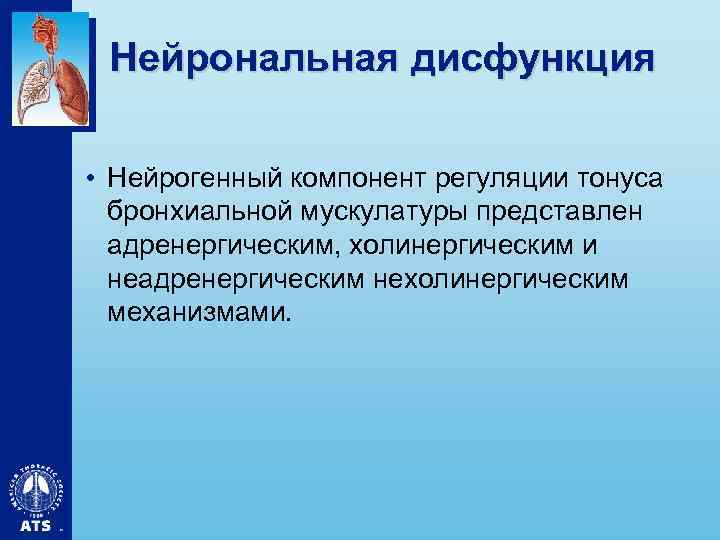 Нейрональная дисфункция • Нейрогенный компонент регуляции тонуса бронхиальной мускулатуры представлен адренергическим, холинергическим и неадренергическим