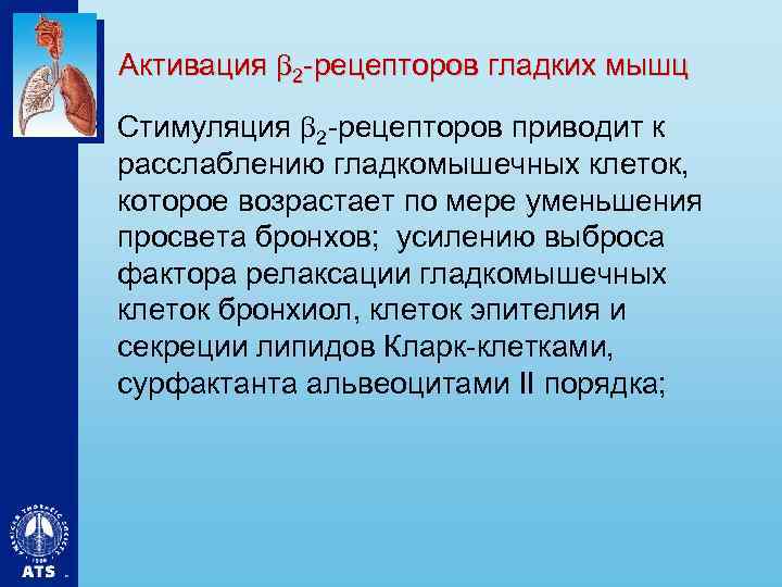 Активация 2 -рецепторов гладких мышц • Стимуляция 2 -рецепторов приводит к расслаблению гладкомышечных клеток,