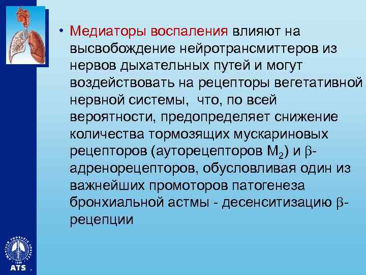  • Медиаторы воспаления влияют на высвобождение нейротрансмиттеров из нервов дыхательных путей и могут