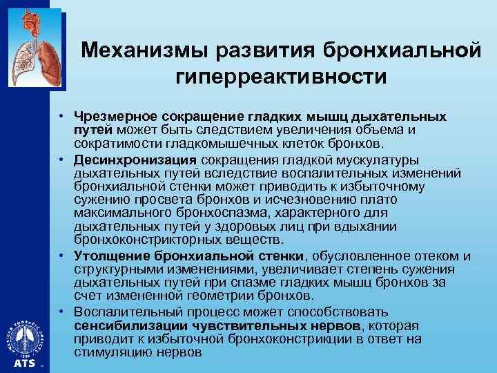 Механизмы развития бронхиальной гиперреактивности • Чрезмерное сокращение гладких мышц дыхательных путей может быть следствием