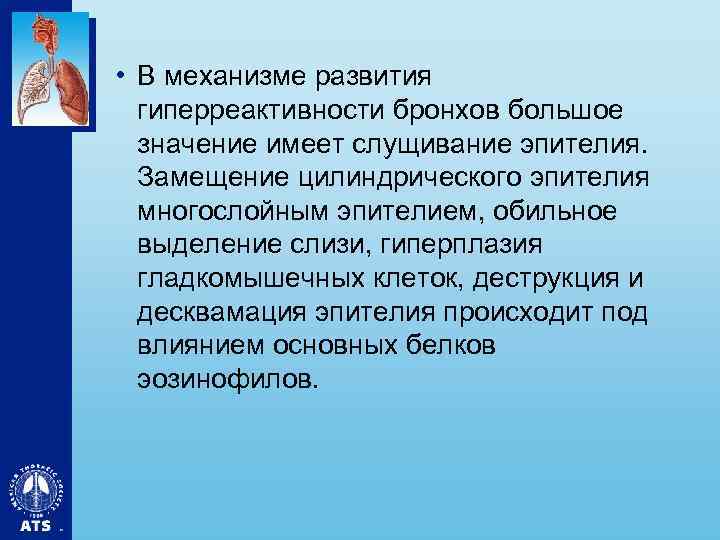  • В механизме развития гиперреактивности бронхов большое значение имеет слущивание эпителия. Замещение цилиндрического