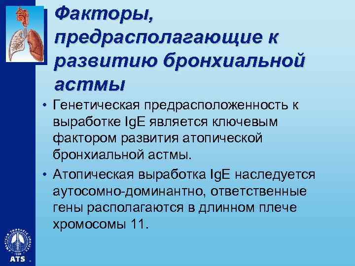 Факторы, предрасполагающие к развитию бронхиальной астмы • Генетическая предрасположенность к выработке Ig. E является