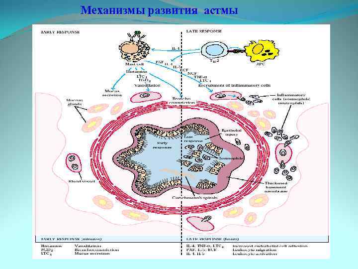 Механизмы развития астмы 