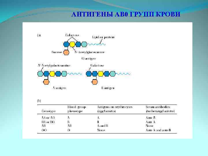 АНТИГЕНЫ АВ 0 ГРУПП КРОВИ 