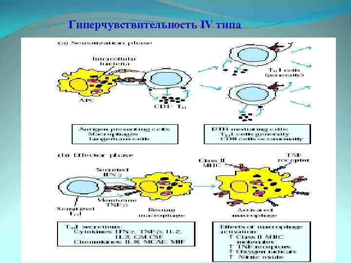 Гиперчувствительность IV типа 