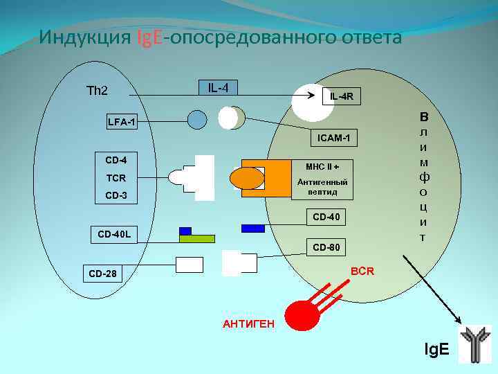 Индукция Ig. E-опосредованного ответа IL-4 Th 2 IL-4 R LFA-1 ICAM-1 CD-4 MHC II