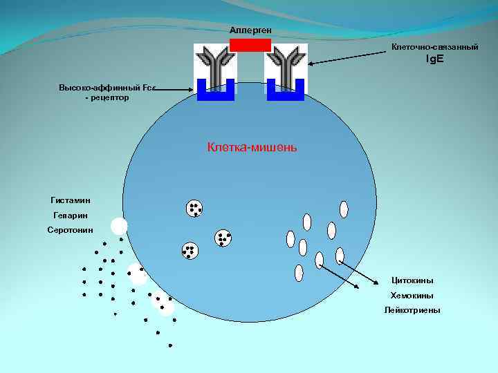 Аллерген Клеточно-связанный Ig. E Высоко-аффинный Fcε - рецептор Клетка-мишень Гистамин Гепарин Серотонин Цитокины Хемокины