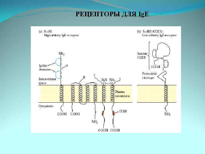РЕЦЕПТОРЫ ДЛЯ Ig. E 