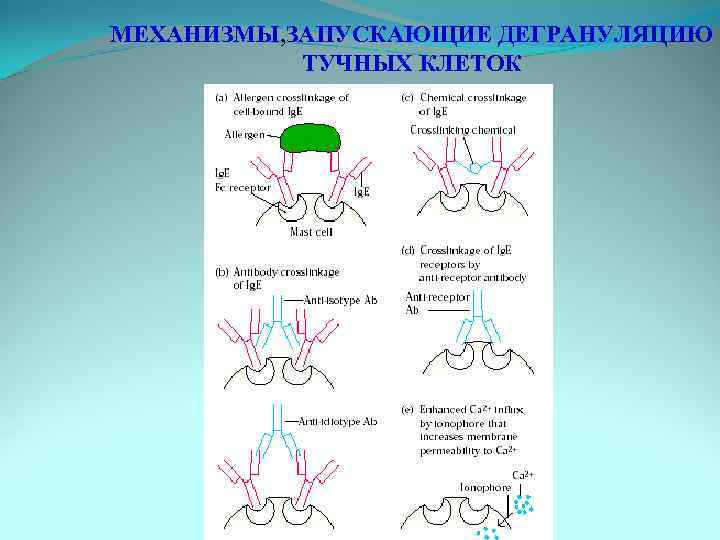 МЕХАНИЗМЫ, ЗАПУСКАЮЩИЕ ДЕГРАНУЛЯЦИЮ ТУЧНЫХ КЛЕТОК 