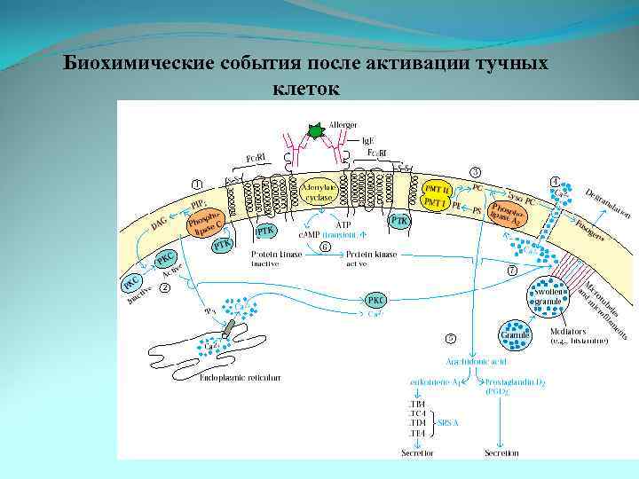 Биохимические события после активации тучных клеток 